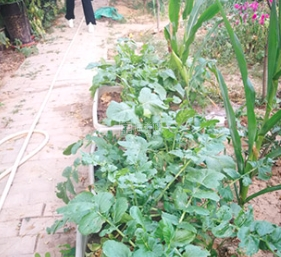 福乐居敬老院环境图-菜园