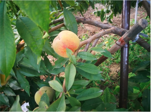 福乐居敬老院环境图-桃树