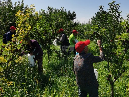 福康老年公寓服务项目图6田园采摘