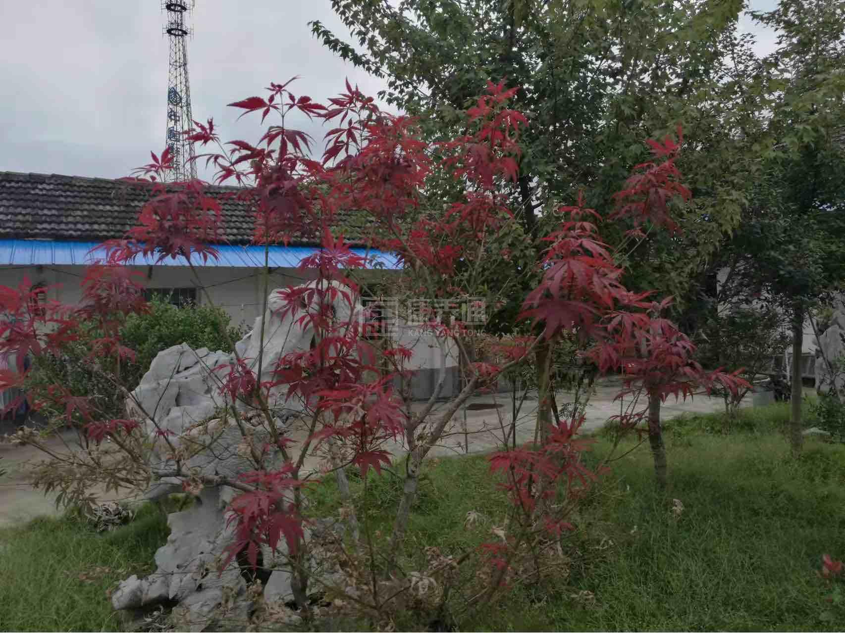 和县金色年华护理中心环境图-餐台