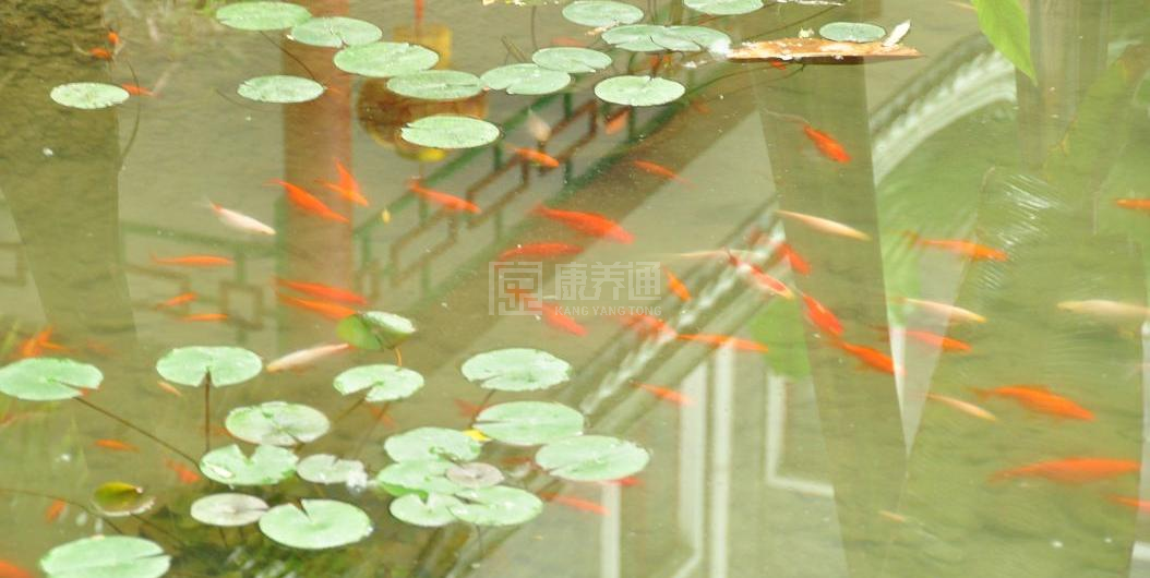 北京市丰台区南苑社会福利中心服务项目图3惬意的环境、感受岁月静好
