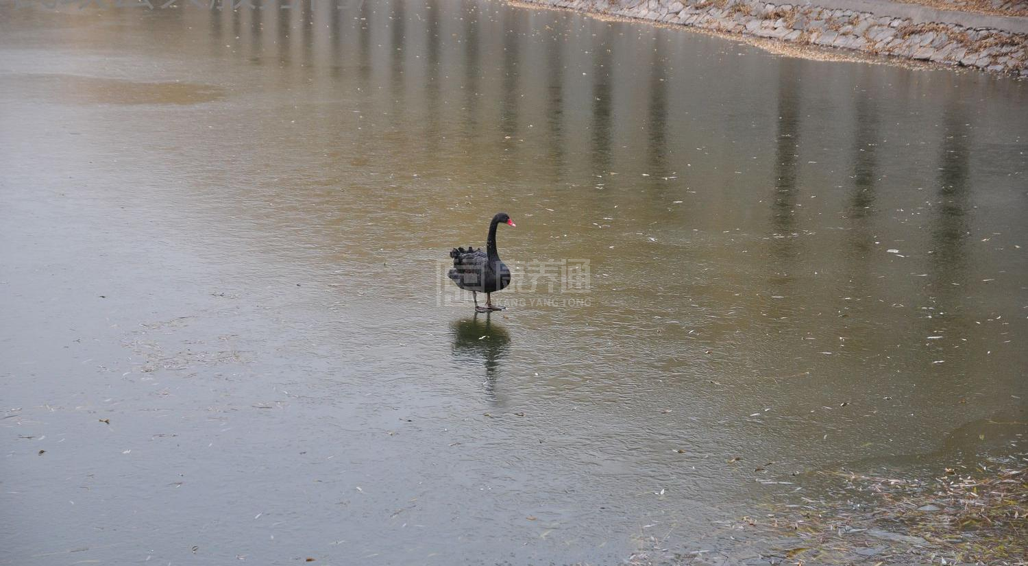 北京市朝阳区金盏乡老年公寓服务项目图5为长者生命健康保驾护航