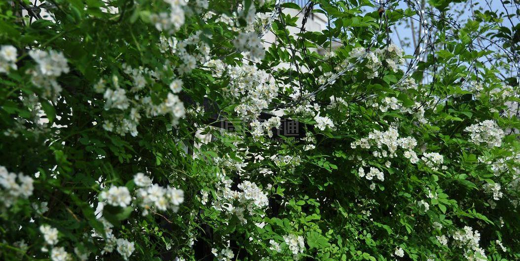 远洋椿萱茂·凯建老年公寓（北京椿萱茂凯健养老服务有限公司）环境图-餐台